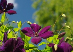 Bordowe, Kwiaty, Clematis