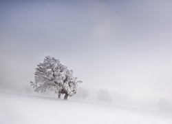 Drzewo, Zima, Śnieg