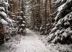 Zima, Droga, Przez Las