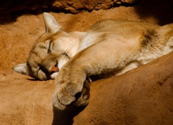 Śpiąca, Puma