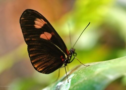 Skrzydła, Motyl