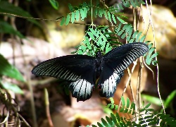 Czarny, Motyl