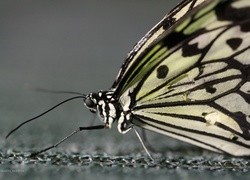 Motyl, Skrzydła, Makro