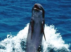 Delfin, Morze