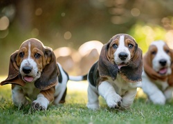 Trzy, Szczeniaki, Basset Hound