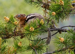 Chipmunk, Gałąź, Szyszki