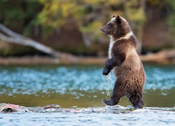 Niedźwiedź, Grizzly, Rzeka