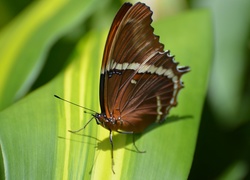 Motyl, Owad, Liść