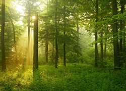 Las, Promienie Słońca