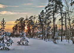 Zima, Śnieg, Zachód Słońca, Las, Drzewa