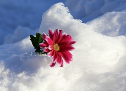 Śnieg, Gerbera, Listek