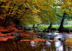 Jesień, Drzewa, Rzeka, Kamienie
