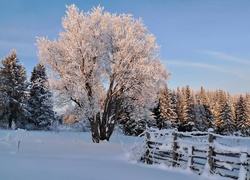 Zima, Śnieg, Las, Drzewa, Ogrodzenie