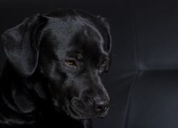 Czarny, Piesek, Labrador Retriever