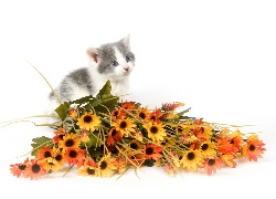 Kwiaty, Kot