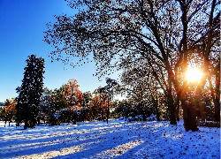 Zima, Park, Przebijające, Światło, Drzewa