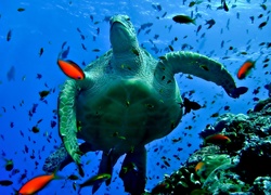 Żółw Wodny, Ryby