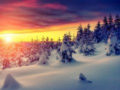 Zima, Śnieg, Drzewa, Zachód Słońca, Świerki