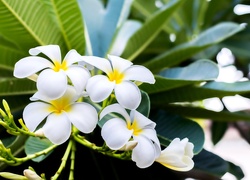 Kwiaty, Plumeria, Liście