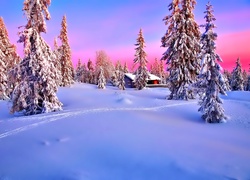 Zima, Śnieg, Zachód Słońca, Las, Drzewa