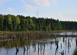 Bagno, Rozlewisko, Las