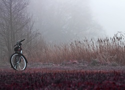 Rower, Zarośla, Trawy