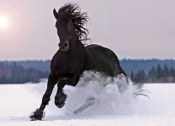 Czarny, Koń, Śnieg
