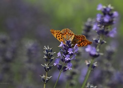 Lawenda, Motyl, Pomarańczowy