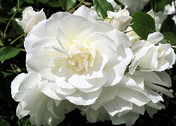 Róża, Biała, Kwiat, Kwitnący