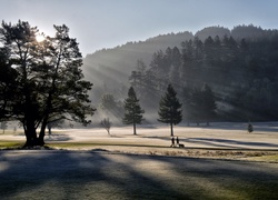 Park, Poranek, Mgła