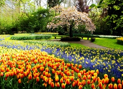 Wiosna, Park, Kwiaty, Tulipany