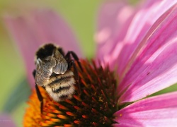 Pszczoła, Kwiat, Jeżówka