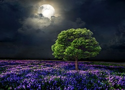 Księżyc, Drzewo, Noc, Łąka