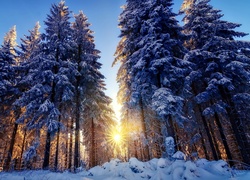 Zima, Śnieg, Las, Promienie, Słońca