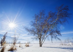 Zima, Promienie, Słońca, Drzewo, Góry