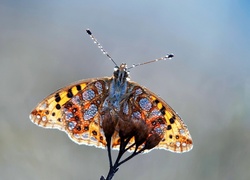 Motyl, Kropelki, Wody
