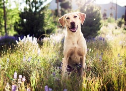 Uśmiech, Pies, Golden retriever, Łąka