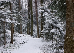 Las, Zima, Śnieg