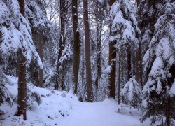 Zima, Las, Śnieg