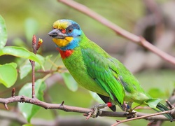 Zielony, Ptak, Pstrogłów tajwański, Gałązki