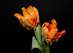 Tulipany