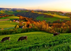 Krowy, Łąka, Wioska