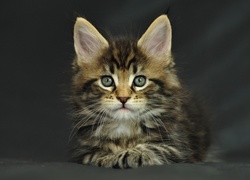 Kotek, Maine Coon