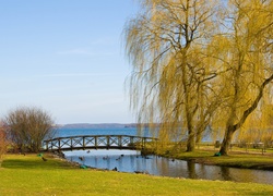 Park, Mostek, Jezioro, Wierzba