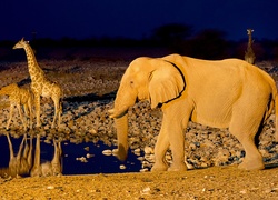 Żyrafy, Słoń, Wodopój, Noc, Namibia, Afryka