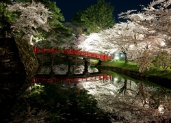 Park, Rzeka, Most, Kwitnące, Drzewa, Wiosna, Japonia