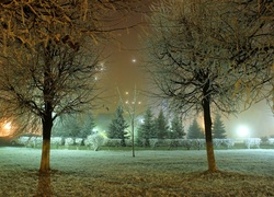 Park, Noc, Drzewa, Oświetlenie