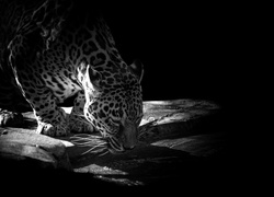 Jaguar, Czarno-Białe