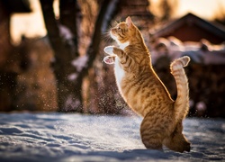 Kot, Śnieg, Zima