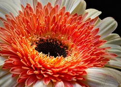 Kwiat, Dwukolorowa, Gerbera